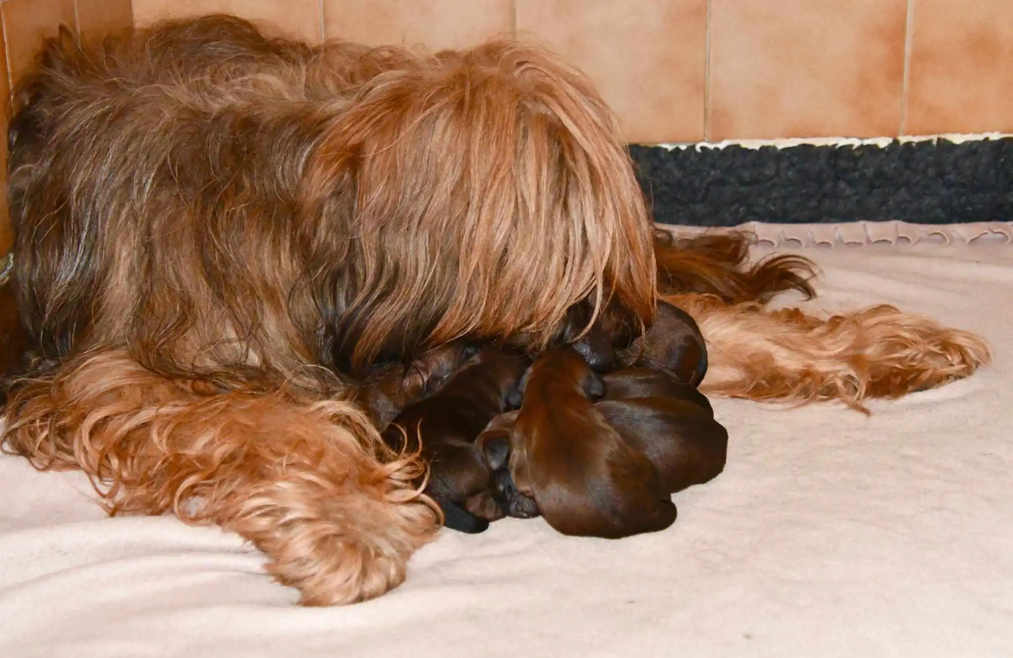 Petit chiot briard jouant dans la cour de la maison avec une feuille.